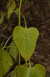 White snakeroot